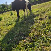 Pony shetland