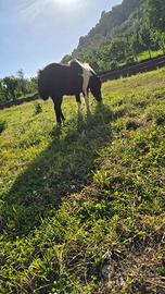 Pony shetland