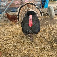 Tacchino maschio adulto