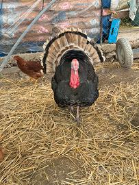 Tacchino maschio adulto