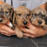 Bassotti nani a pelo duro