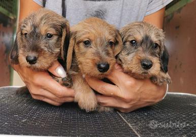 Bassotti nani a pelo duro
