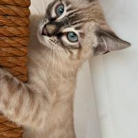 Bengala charcoal snow 3 mesi occhi azzurri