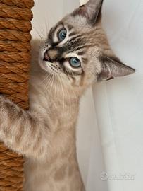 Bengala charcoal snow 3 mesi occhi azzurri