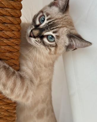 Bengala charcoal snow 3 mesi occhi azzurri