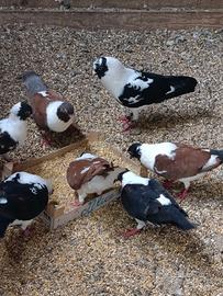 Piccioni Triganini