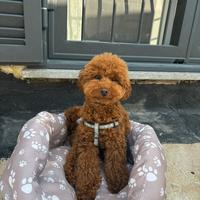 Barboncino Toy per accoppiamento