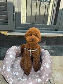 Barboncino Toy per accoppiamento