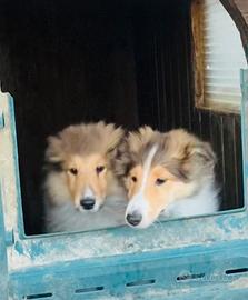 Collie scozzese a pelo lungo