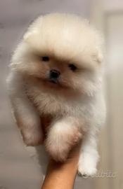 spitz di pomerania nano 
