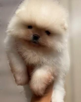 spitz di pomerania nano 