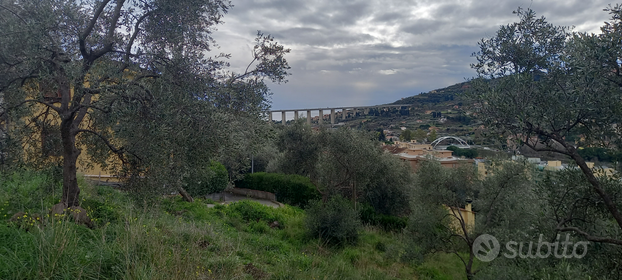 Uliveto a 1500 metri dal mare