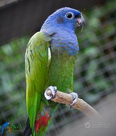 Pionus Testa blu