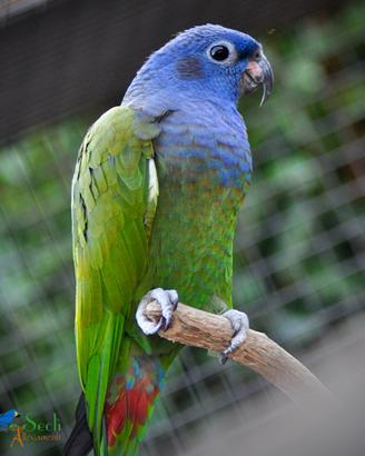 Pionus Testa blu