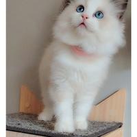 Meravigliosi cuccioli Ragdoll con pedigree?