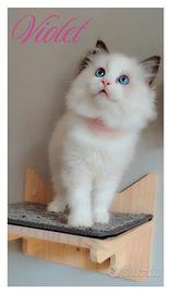 Meravigliosi cuccioli Ragdoll con pedigree?