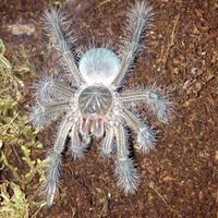 Migale tarantola ragno