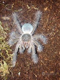 Migale tarantola ragno