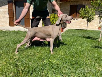 Cuccioli di Weimaraner