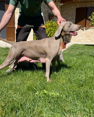 Cuccioli di Weimaraner