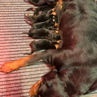 Prenotabili Cuccioli Rottweiler