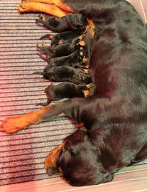 Prenotabili Cuccioli Rottweiler