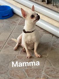 Chihuahua