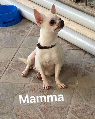 Chihuahua