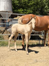 Puledra Quarter Horse linea reining