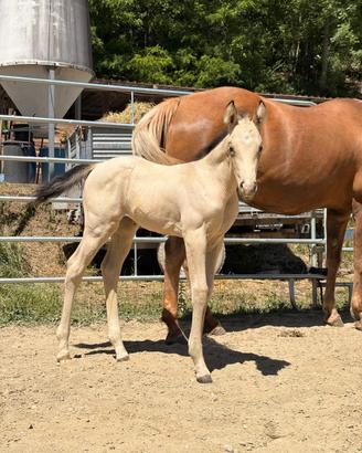 Puledra Quarter Horse linea reining