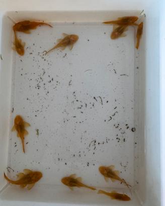 Ancistrus gold