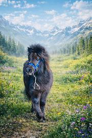 Splendido mini pony olandese morello