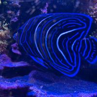 Pesci acquario marino