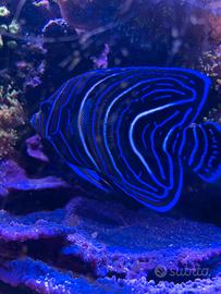 Pesci acquario marino