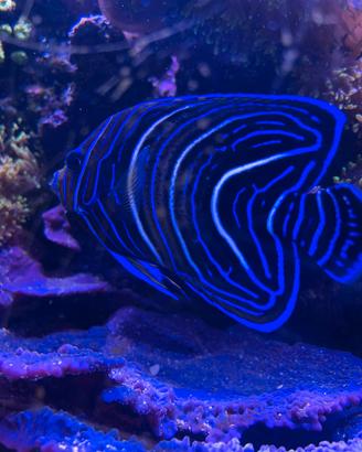 Pesci acquario marino