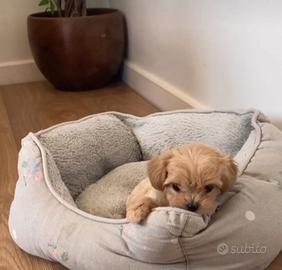 Maltipoo cuccioli disponibili
