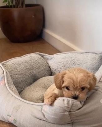 Maltipoo cuccioli disponibili