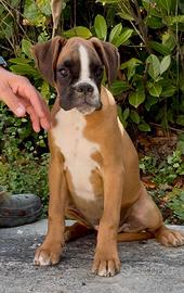 Cuccioli Boxer