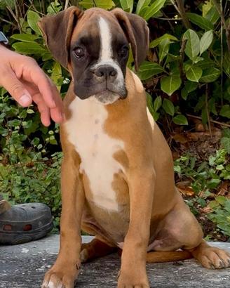 Cuccioli Boxer