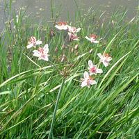 Piante acquatiche - Butomus Umbellatus
