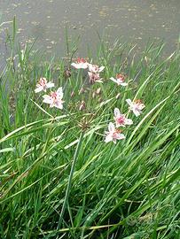 Piante acquatiche - Butomus Umbellatus