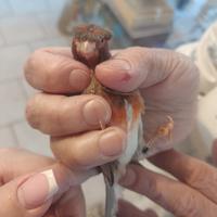 Canarina Arlecchino portoghese