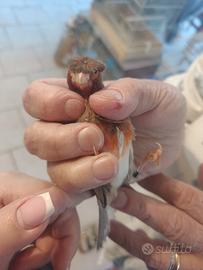 Canarina Arlecchino portoghese