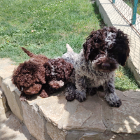Cuccioli di Lagotto romagnolo