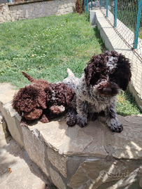 Cuccioli di Lagotto romagnolo