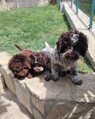Cuccioli di Lagotto romagnolo