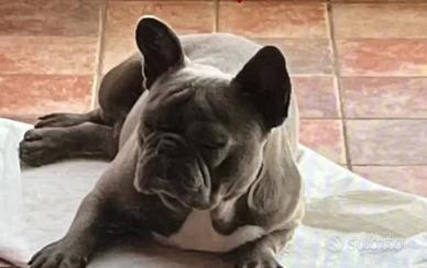 Bulldog Francese Blue