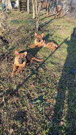 Cucciolo di pastore tedesco