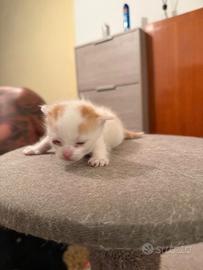 Gatto europeo incrocio