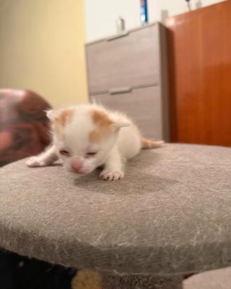 Gatto europeo incrocio